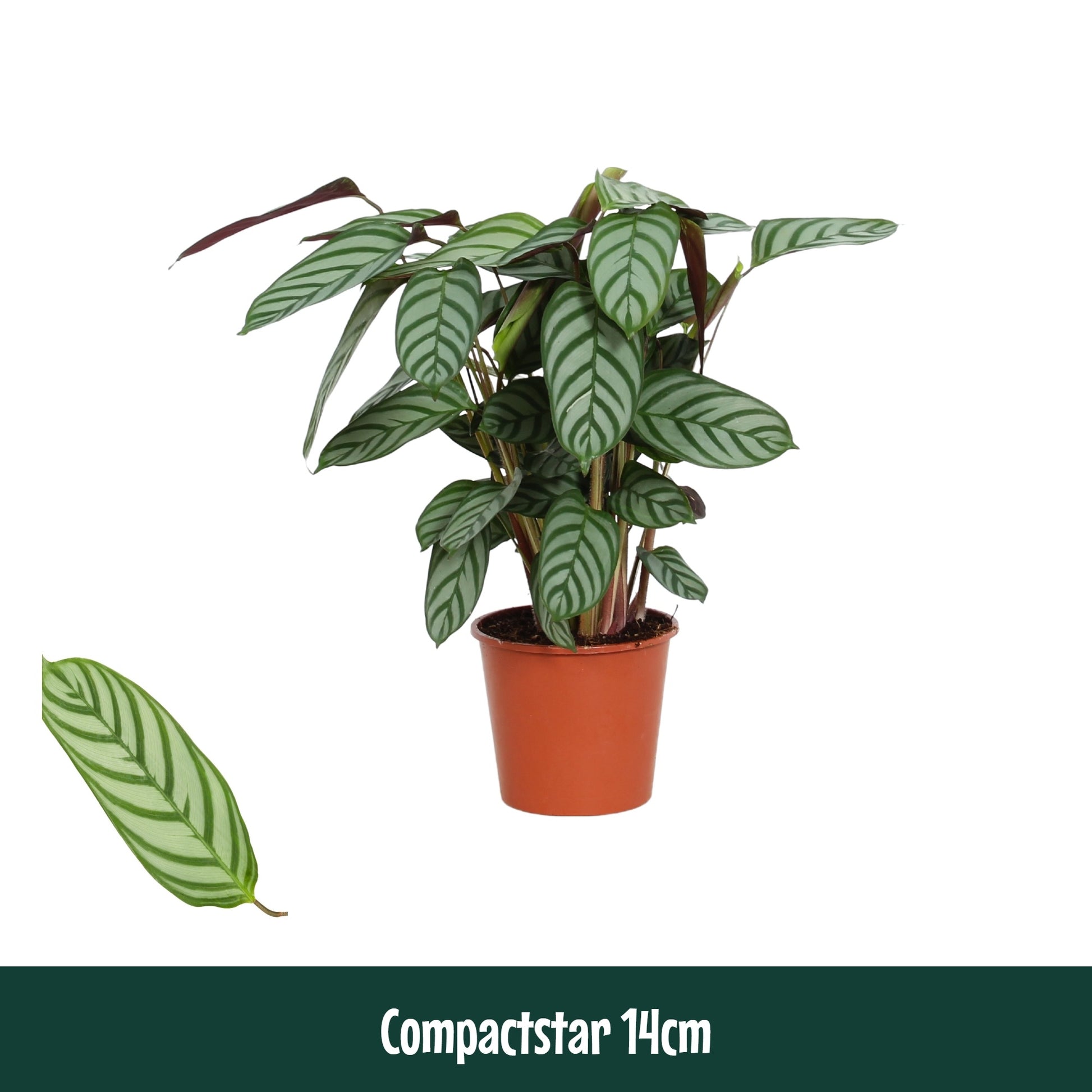 Ctenanthe Compactstar 45cm 14cm Pot