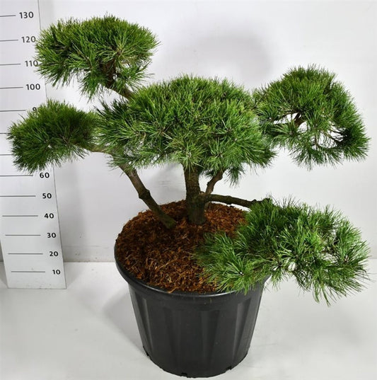 Pinus nigra 140cm 60cm Pot