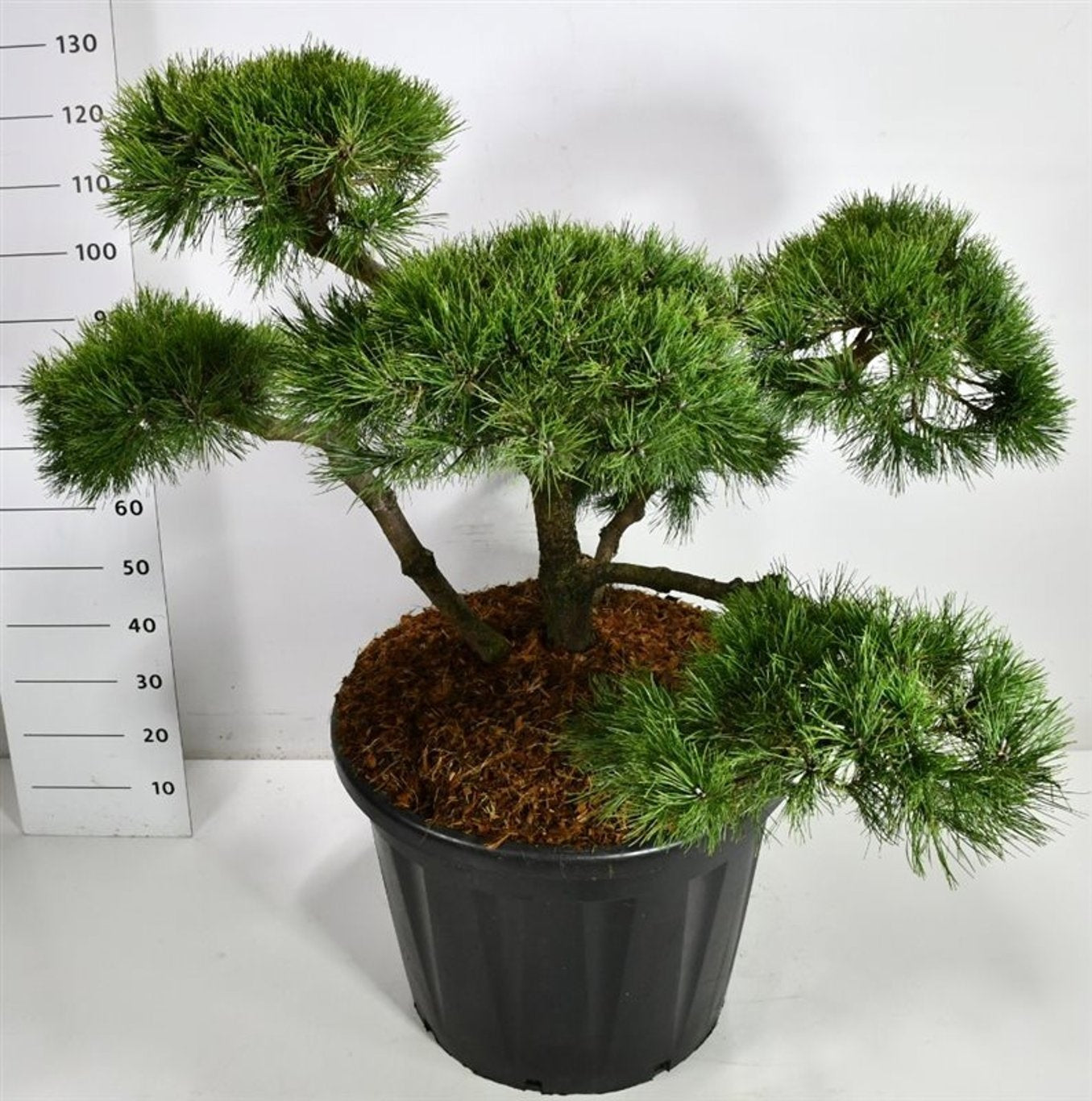 Pinus nigra 140cm 60cm Pot