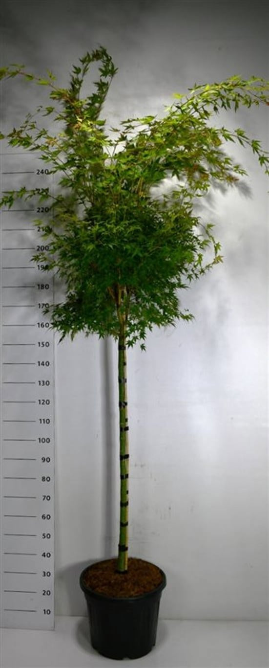 Acer Sangokaku 250cm 40cm Pot