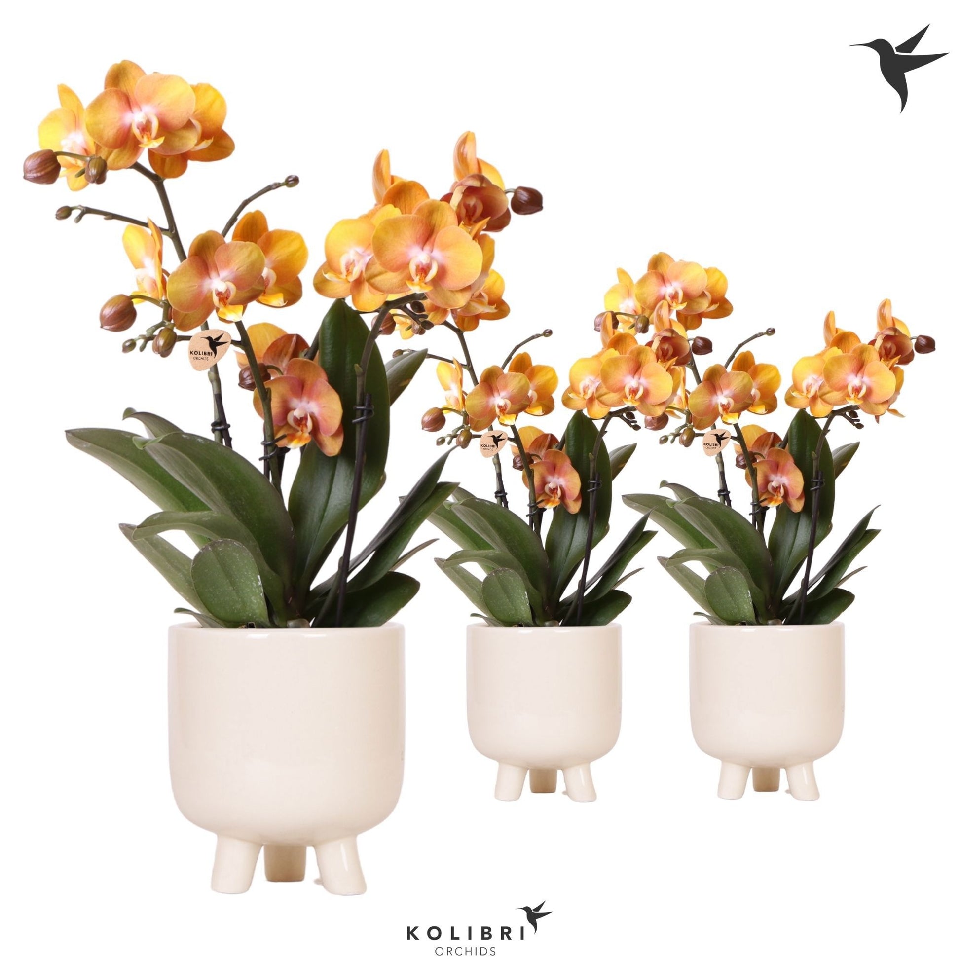 Phalaenopsis Las Vegas 40cm 12cm Pot
