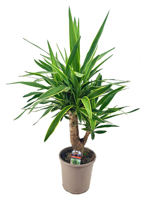 Yucca elephantipes 95cm 24cm Pot