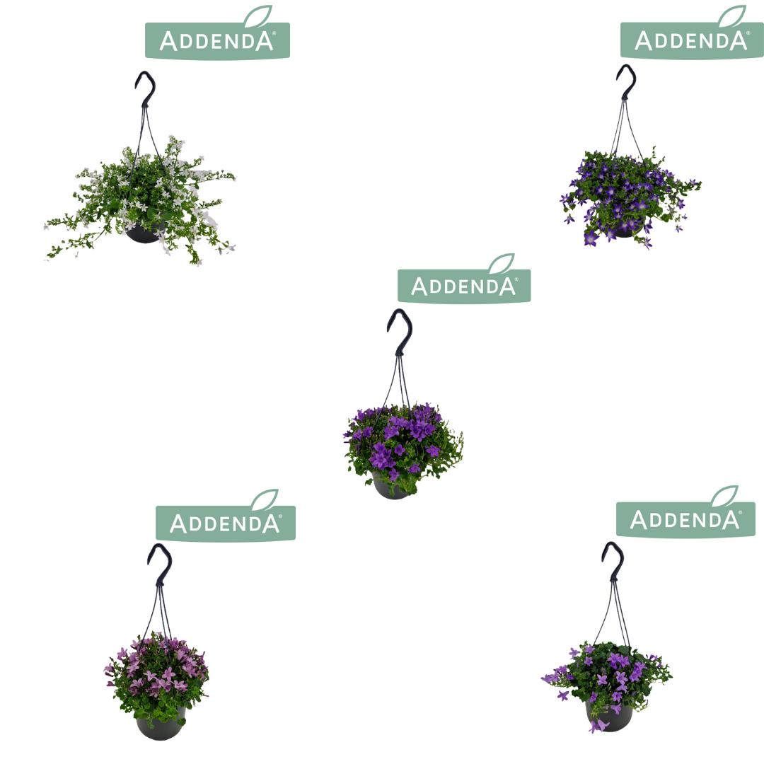 Campanula Addenda mix 22cm 515cm Pot