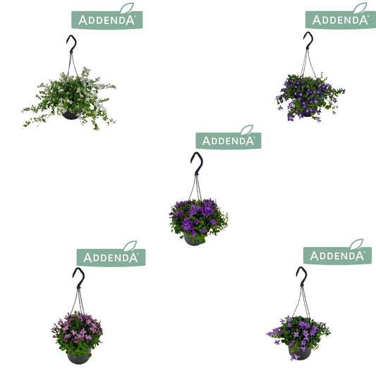 Campanula Addenda mix 22cm 515cm Pot