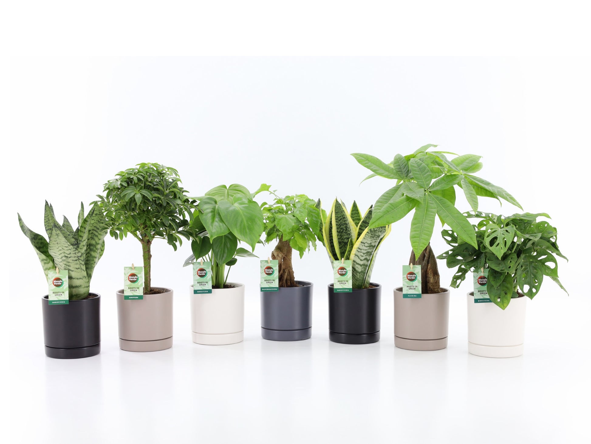 Foliage houseplants mix 35cm 13cm Pot