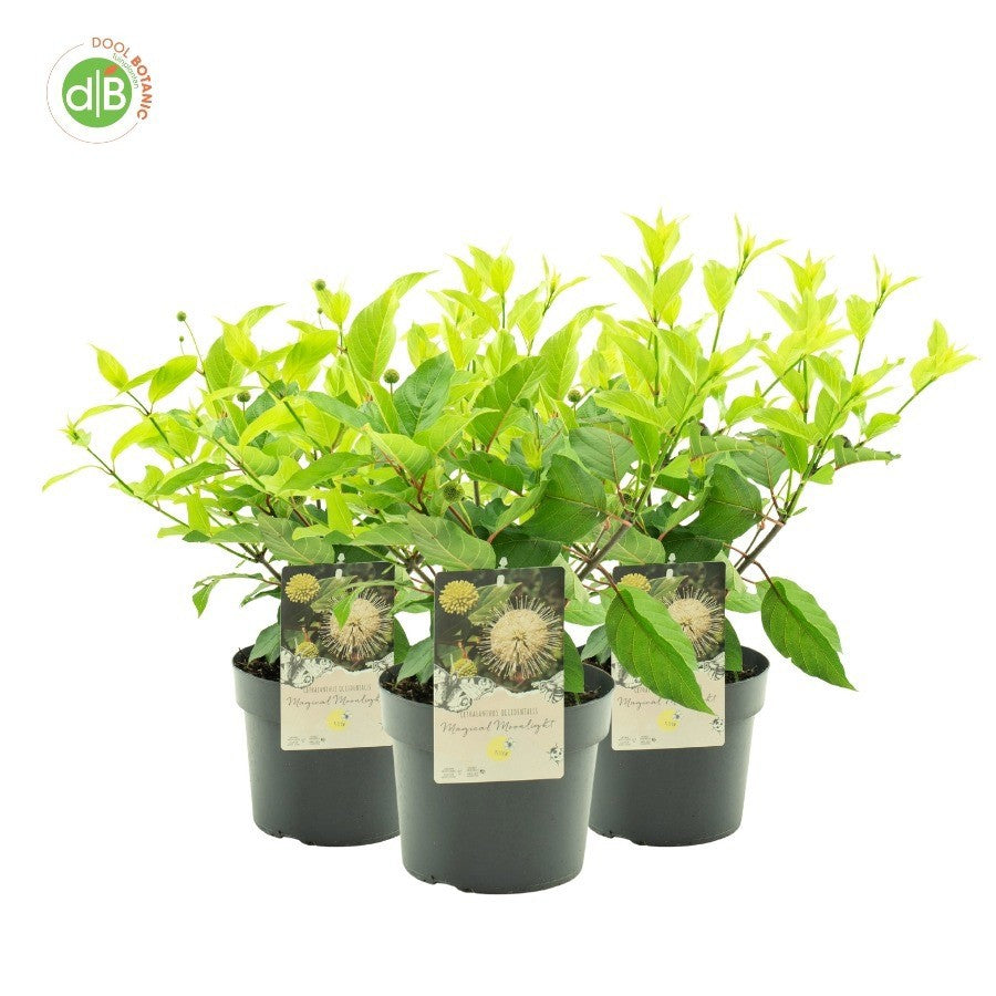 Cephalanthus occidentalis 35cm 19cm Pot