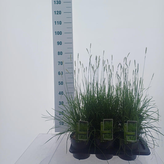 Sesleria caerulea 70cm 17cm Pot