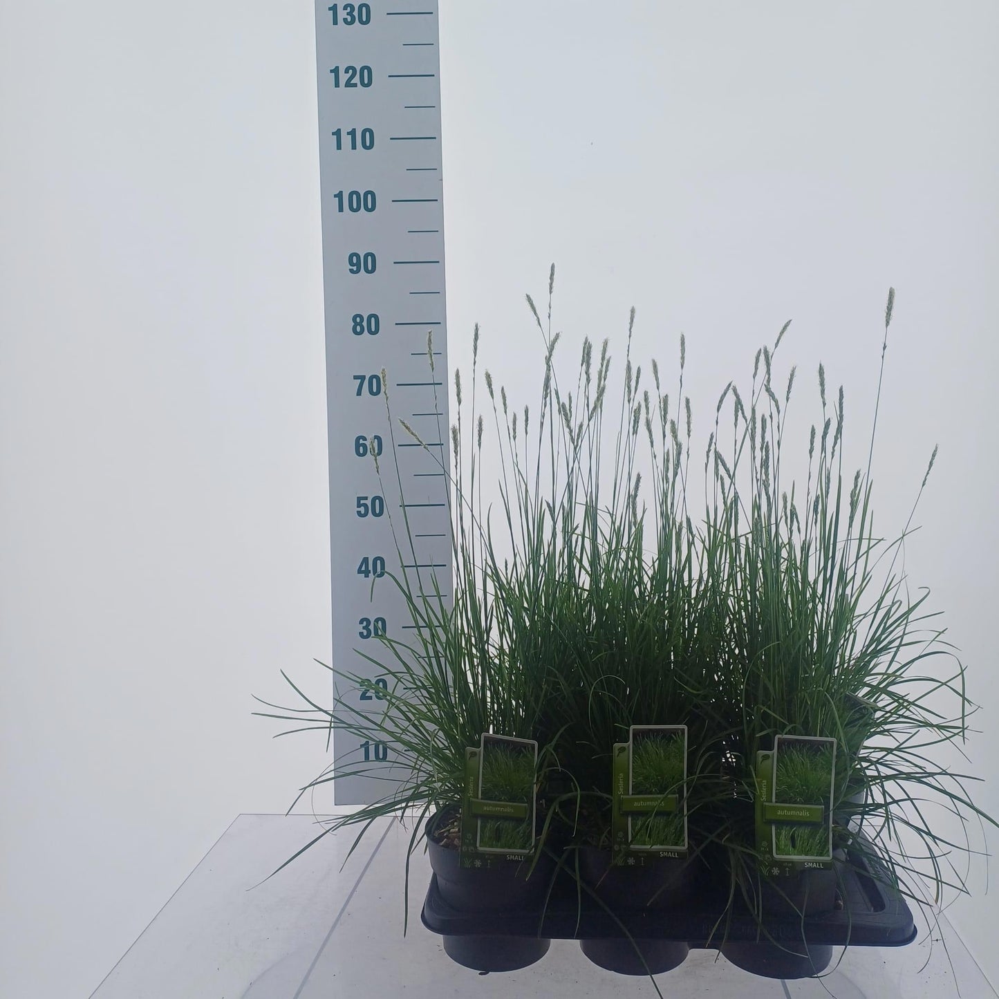 Sesleria autumnalis 70cm 17cm Pot