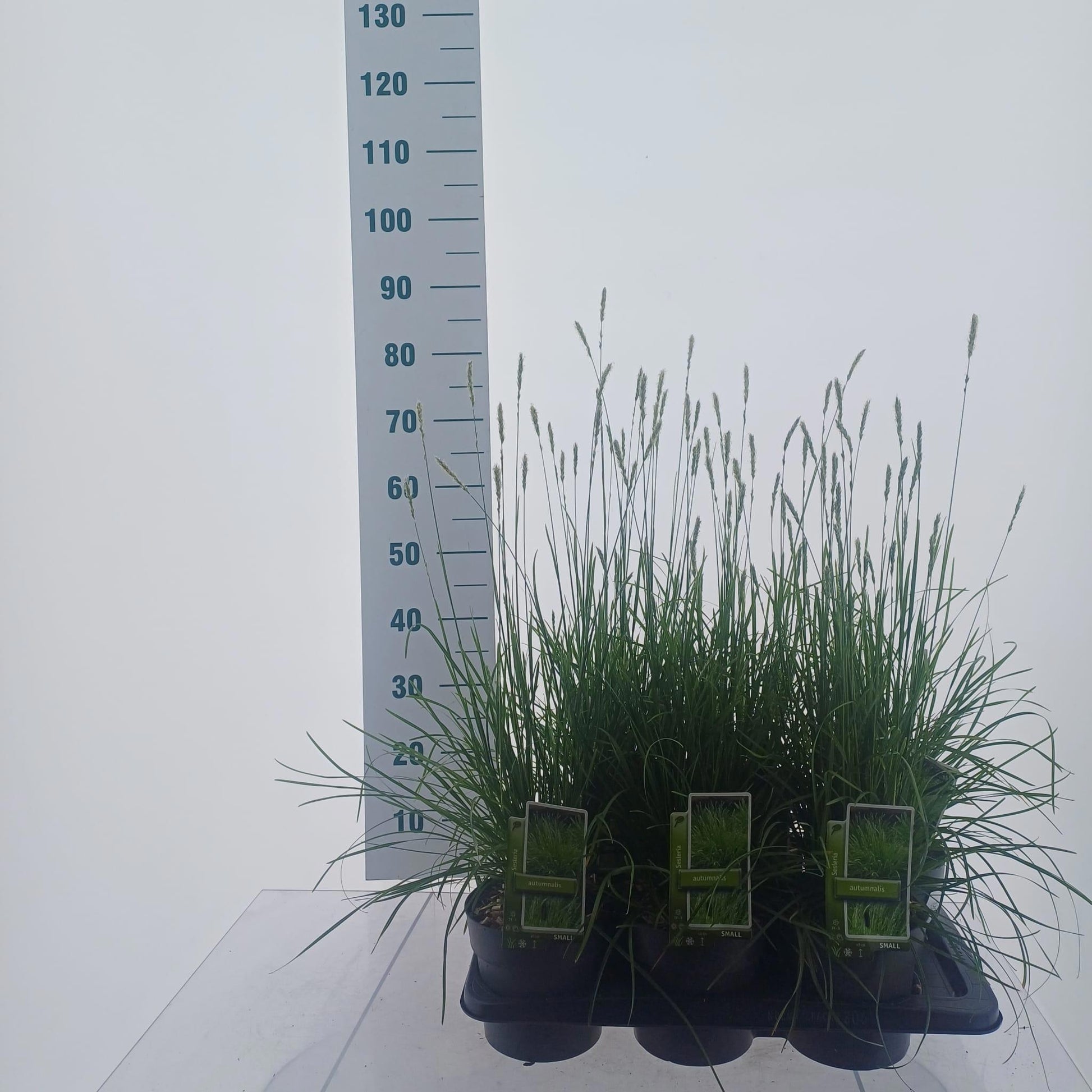 Sesleria autumnalis 70cm 17cm Pot