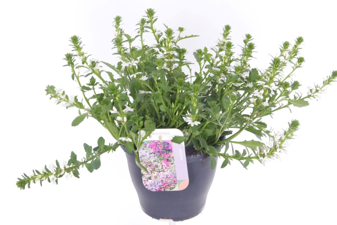 Scaevola White Touch 45cm 23cm Pot