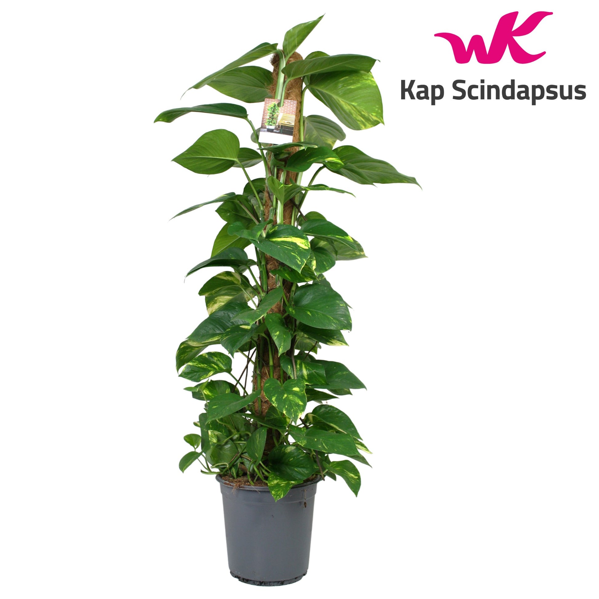 Epipremnum pinatum mosspole 120cm 24cm Pot