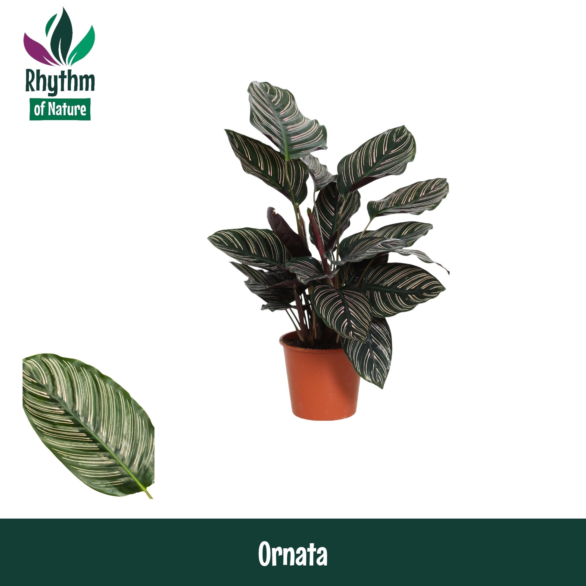 Calathea sanderiana 45cm 14cm Pot