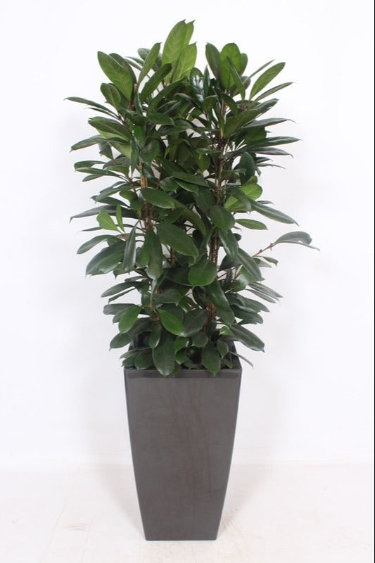 Ficus cyathistipula 180cm 40cm Pot