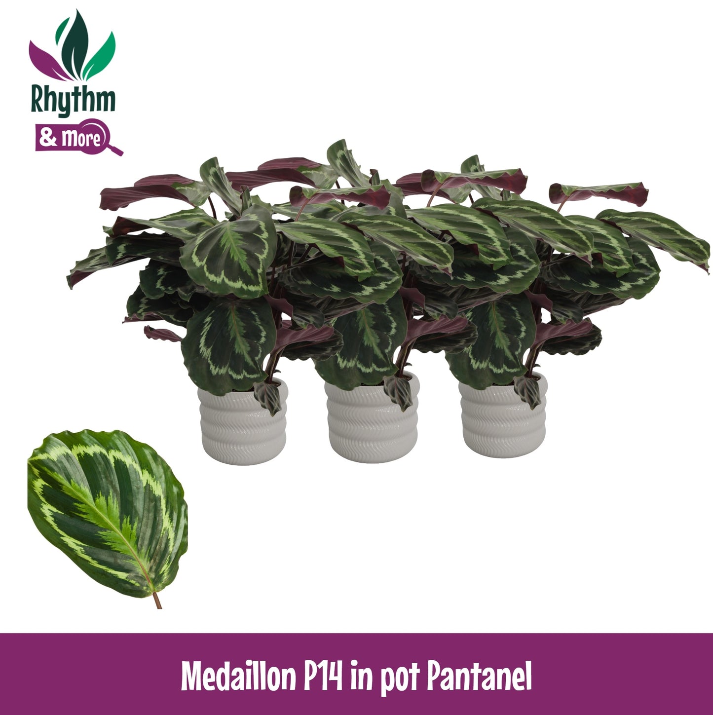 Calathea Medallion 45cm 14cm Pot