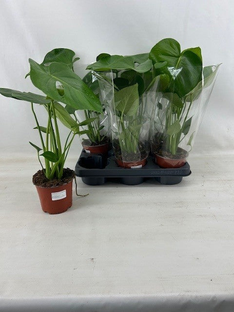 Verbeek, Hkw. Mark Monstera deliciosa Pack of 10