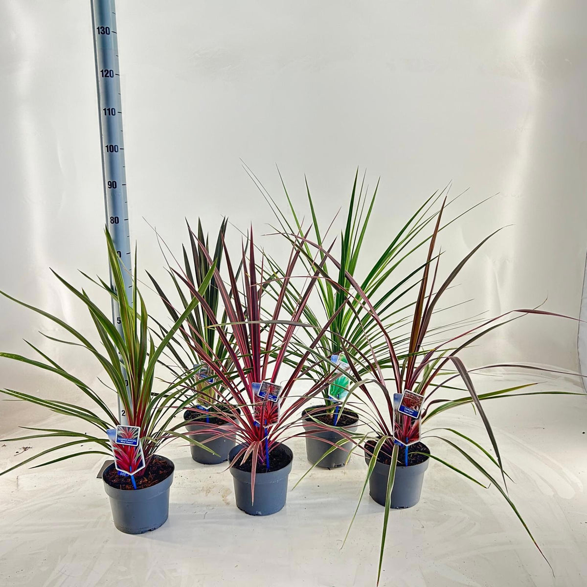 Cordyline mix 40cm 19cm Pot