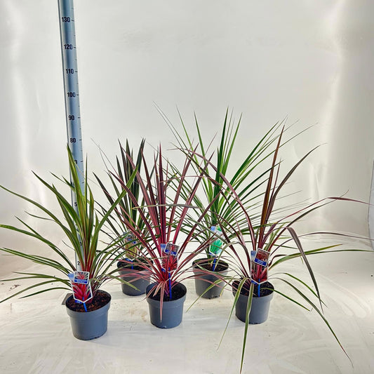 Cordyline mix 40cm 19cm Pot