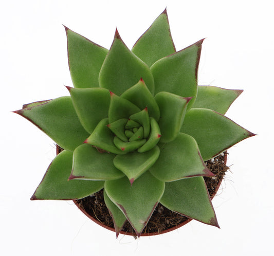 Euro Cactus Holland Bv Echeveria agavoides Ebony Pack of 8