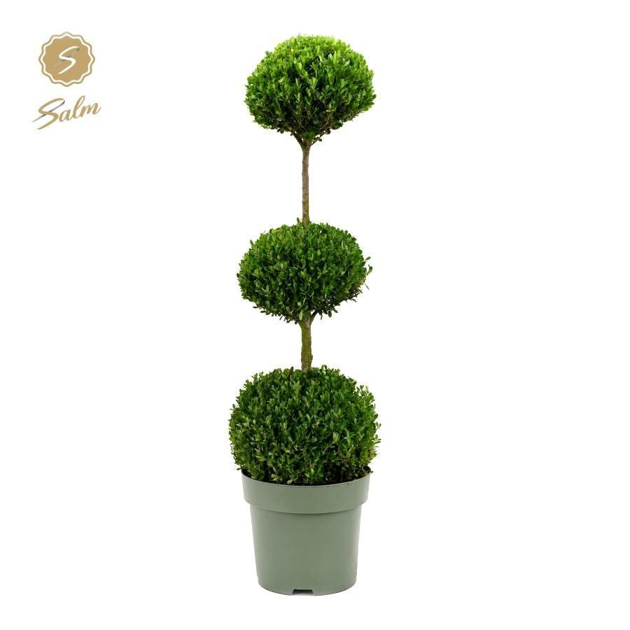 Buxus sempervirens Trioball 110cm 27cm Pot