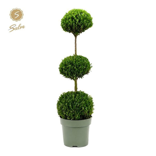 Buxus sempervirens Trioball 110cm 27cm Pot