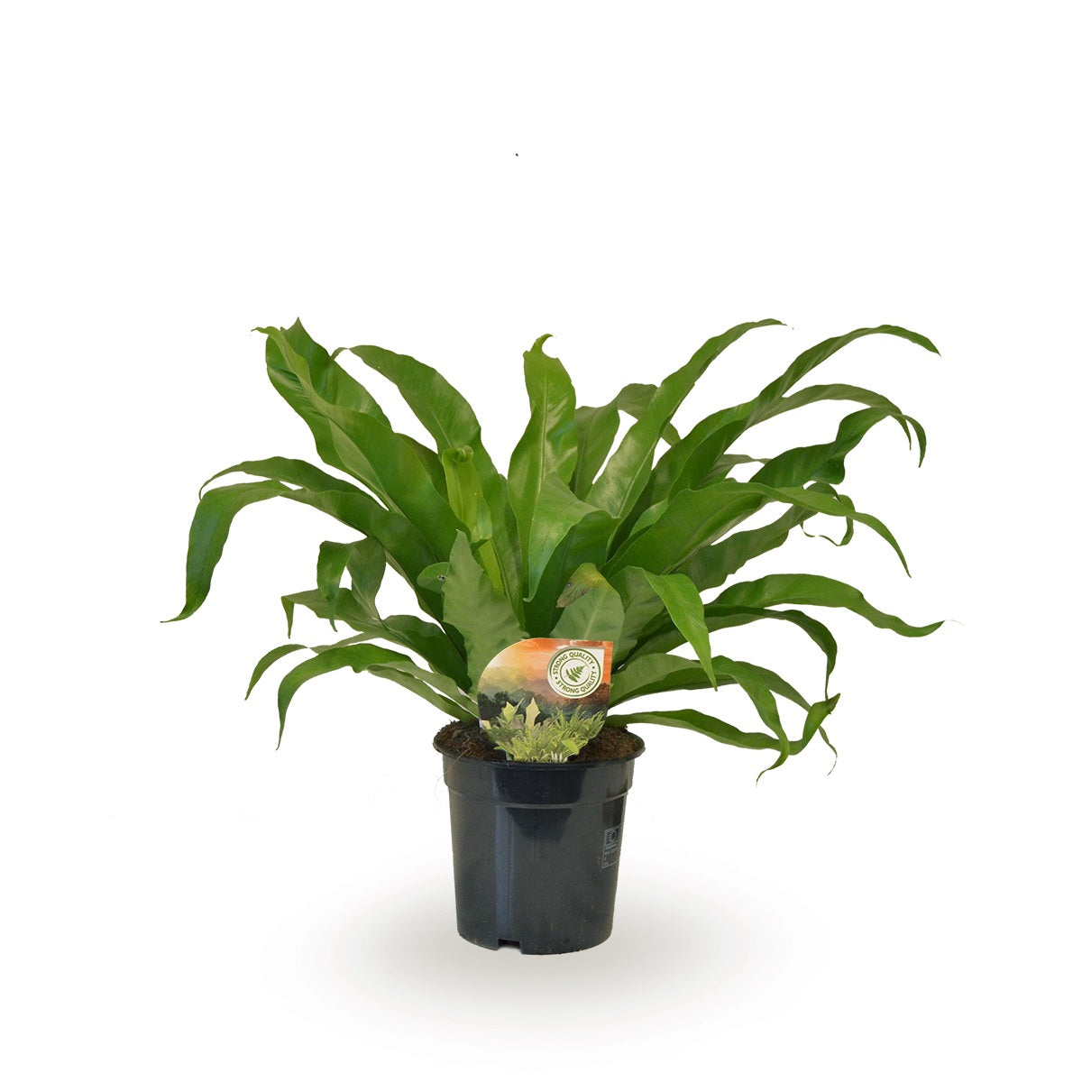 Asplenium antiquum 40cm 17cm Pot