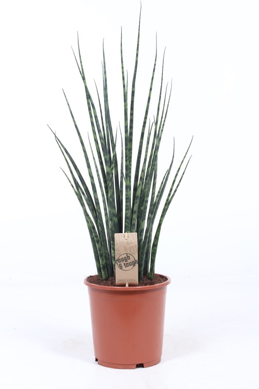 Fachjan BV Sansevieria Fernwood Pack of 1
