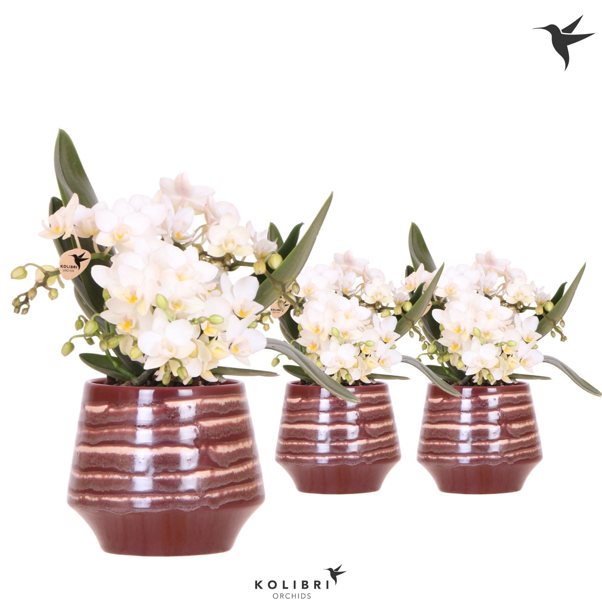 OK Plant Phalaenopsis mf. Nazare Pack of 5
