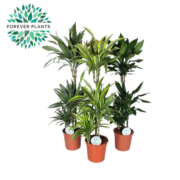 Dracaena fragrans Deremensis mix 130cm 24cm Pot
