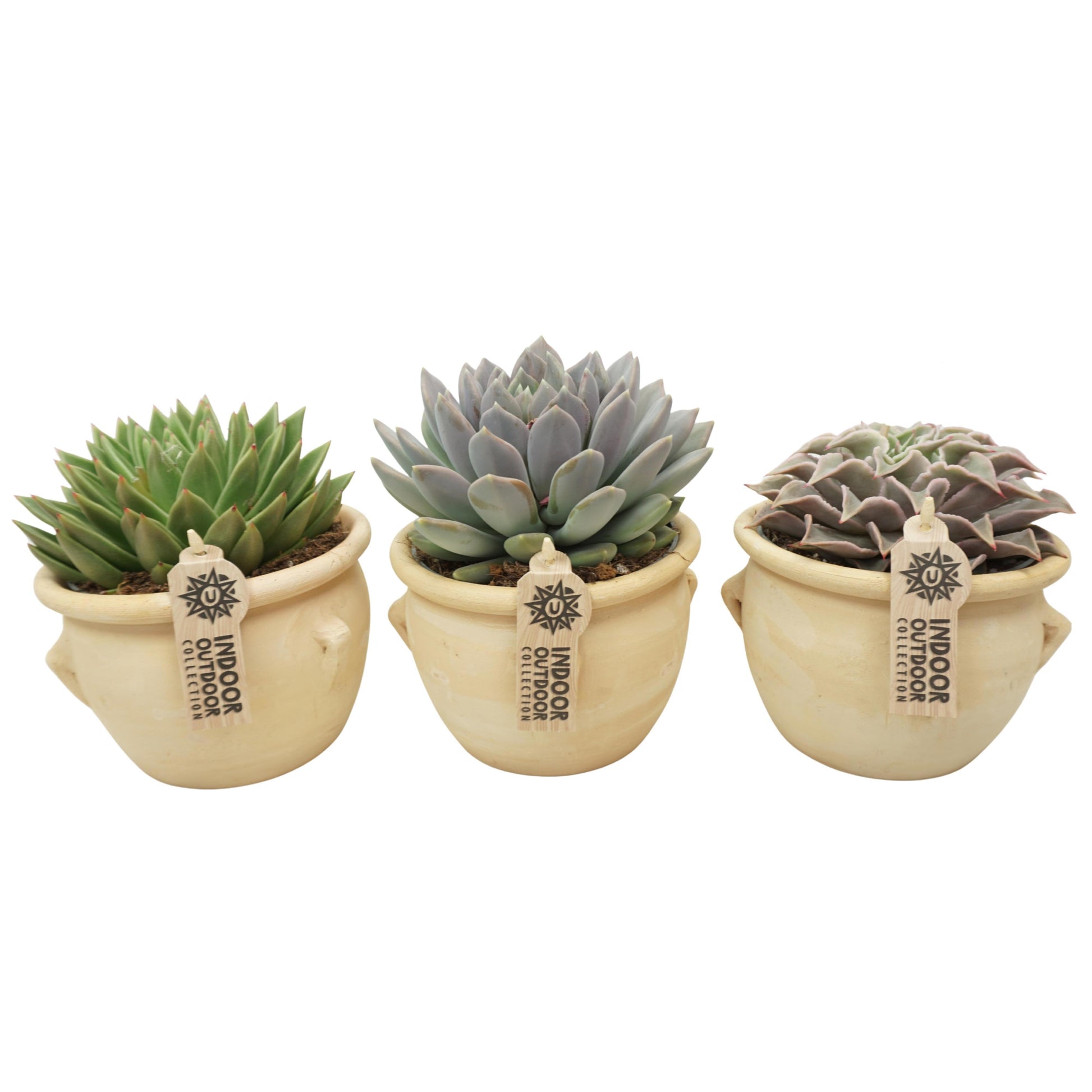 Echeveria mix 20cm 13cm Pot