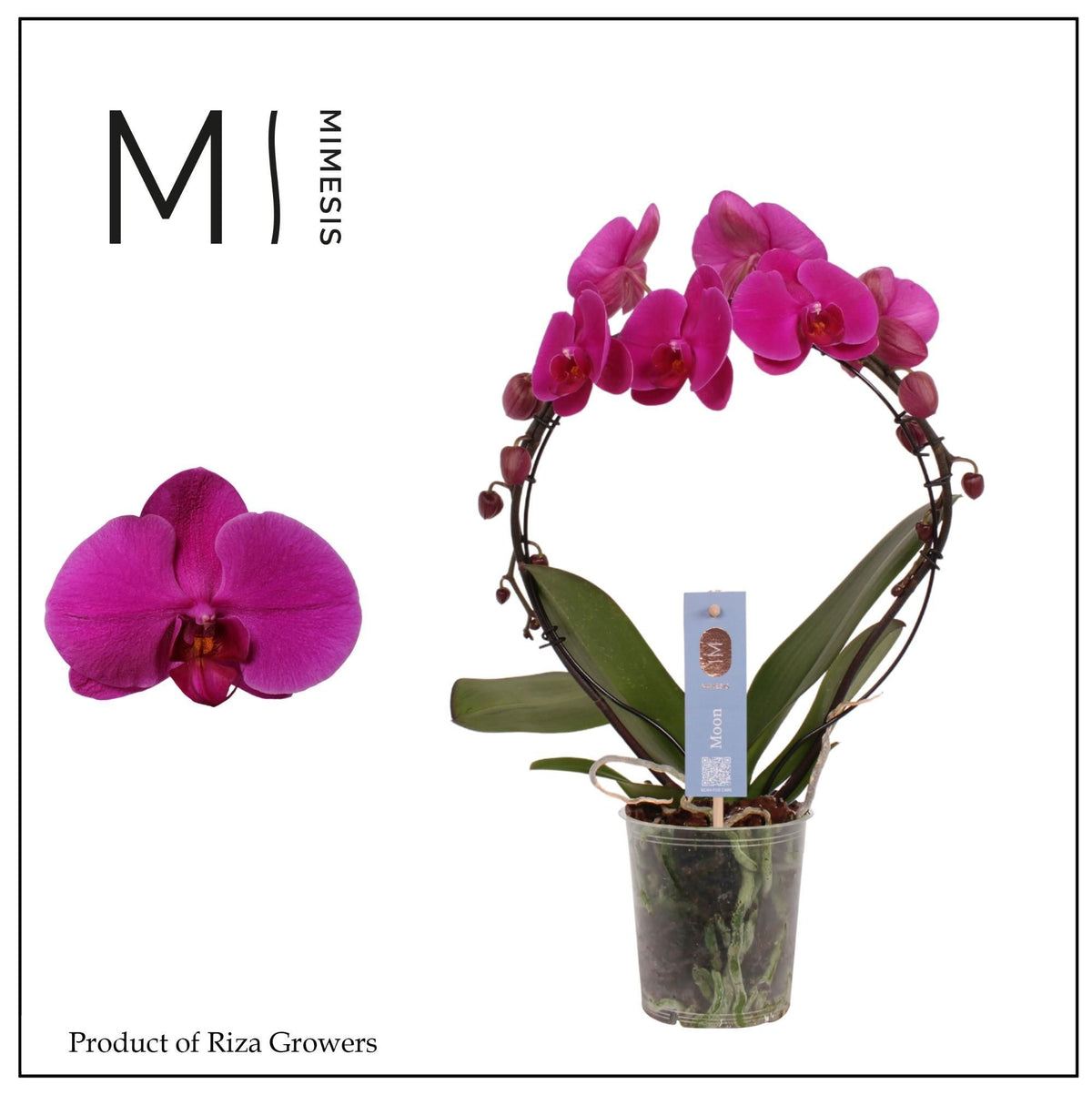 Phalaenopsis African Queen 45cm 12cm Pot