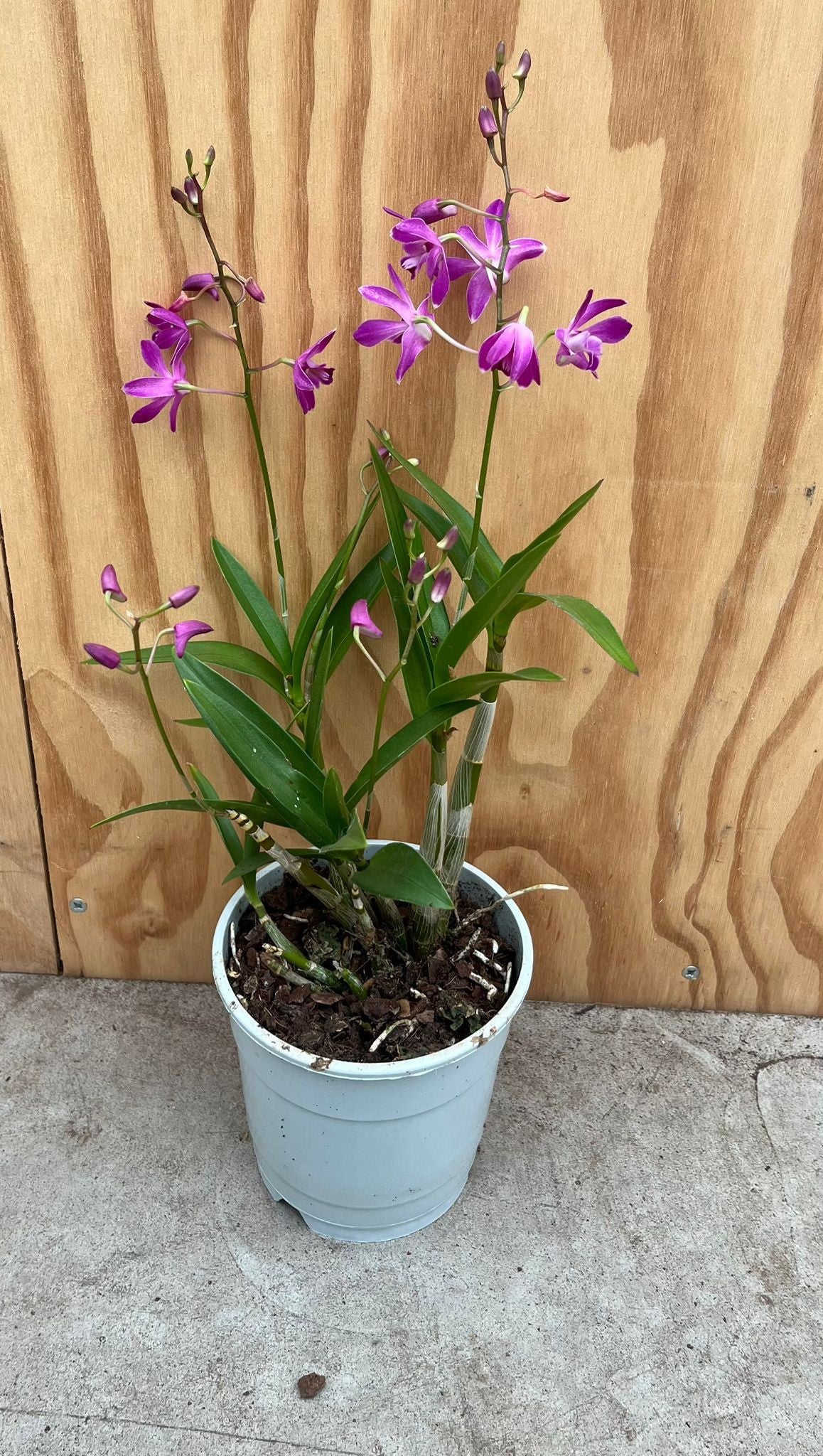 Bos Flowers & Orchids Dendrobium Berry Oda Pack of 10