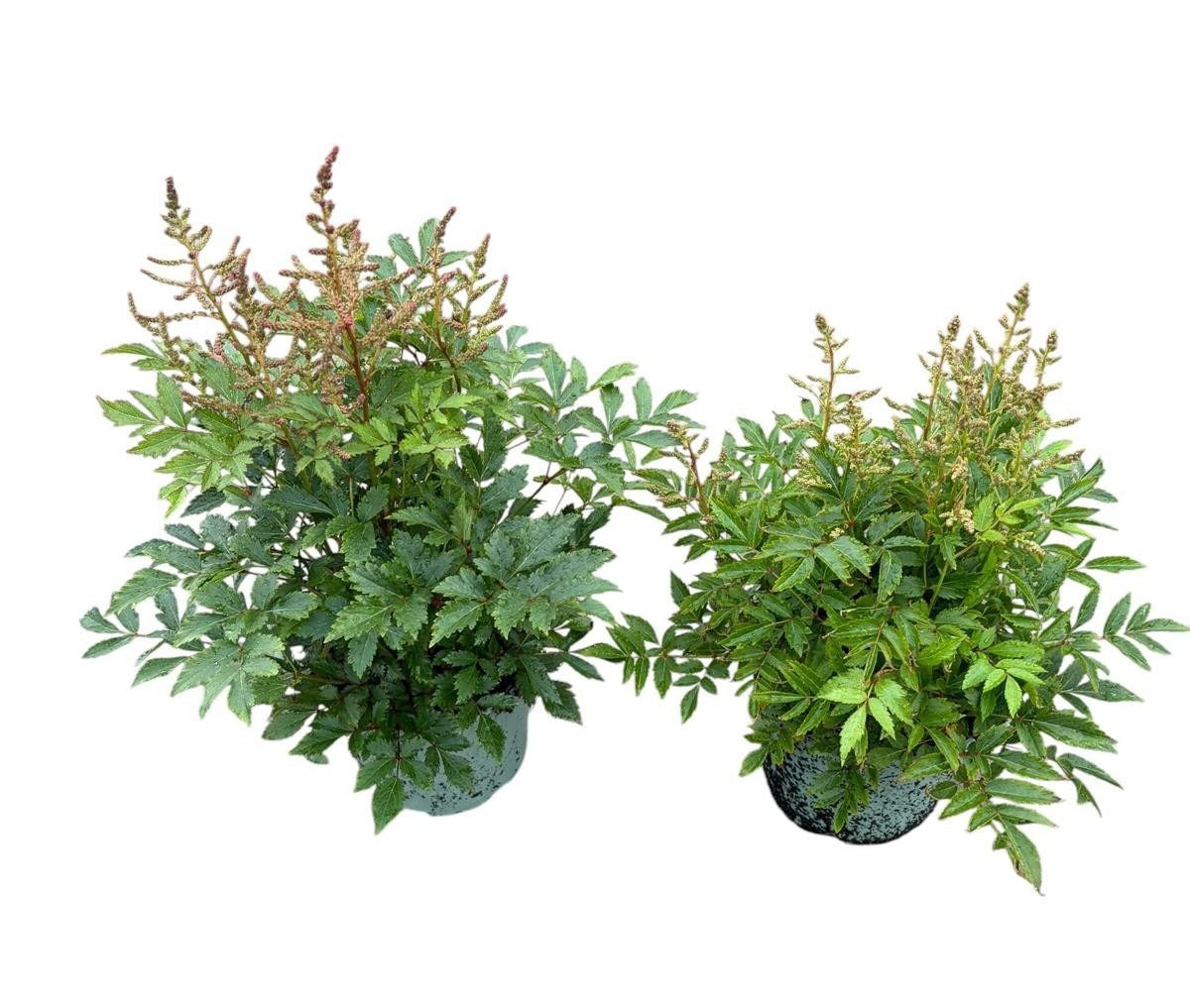 Woudenberg, VOF Gebr. van Astilbe mix Pack of 1