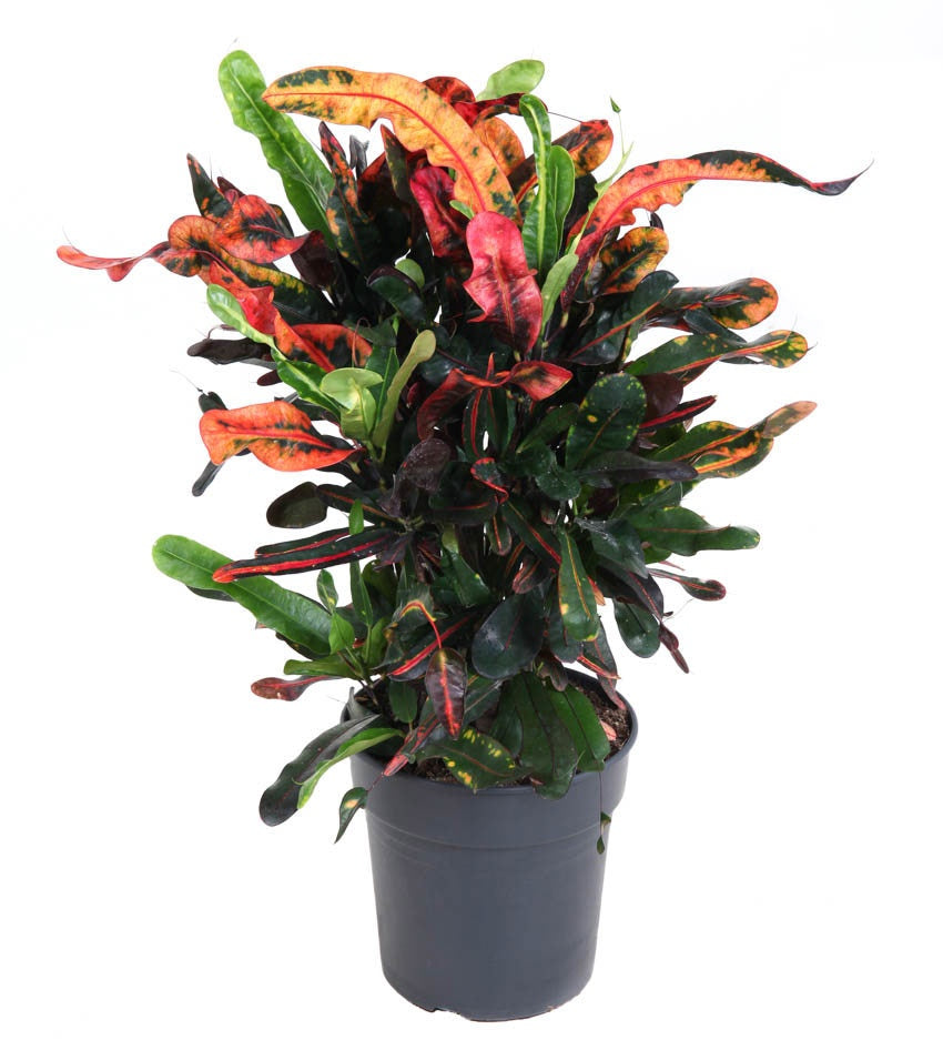 codiaeum-mammi-branched-70cm-21cm-pot
