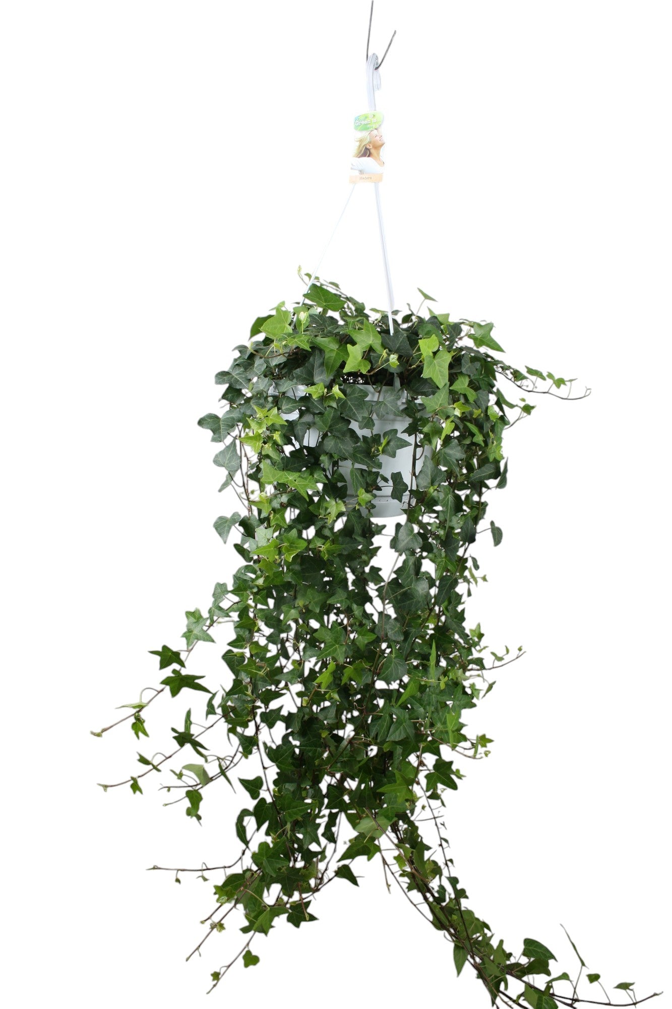 Vireo-Hedera plant BV Hedera helix Anna Pack of 1