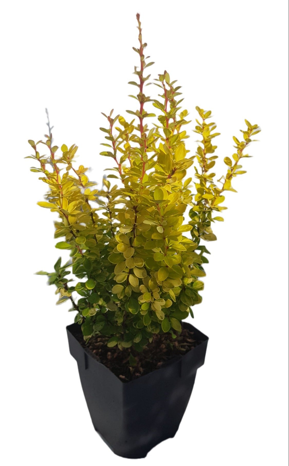 berberis-overig-40cm-17cm-pot
