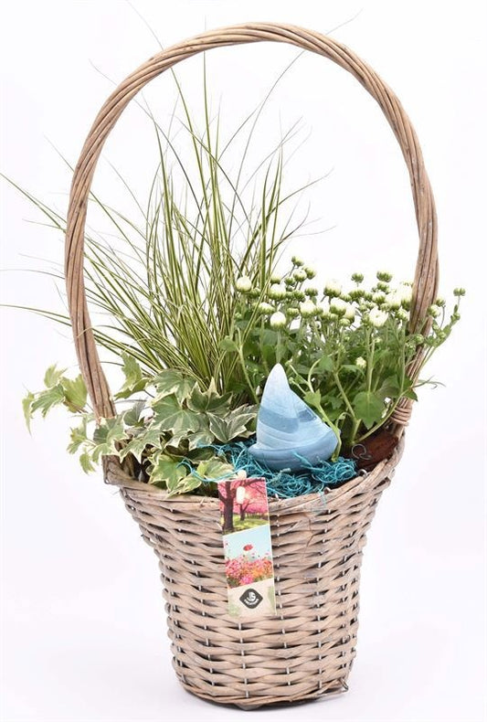arr.  Plants 19cm Pot