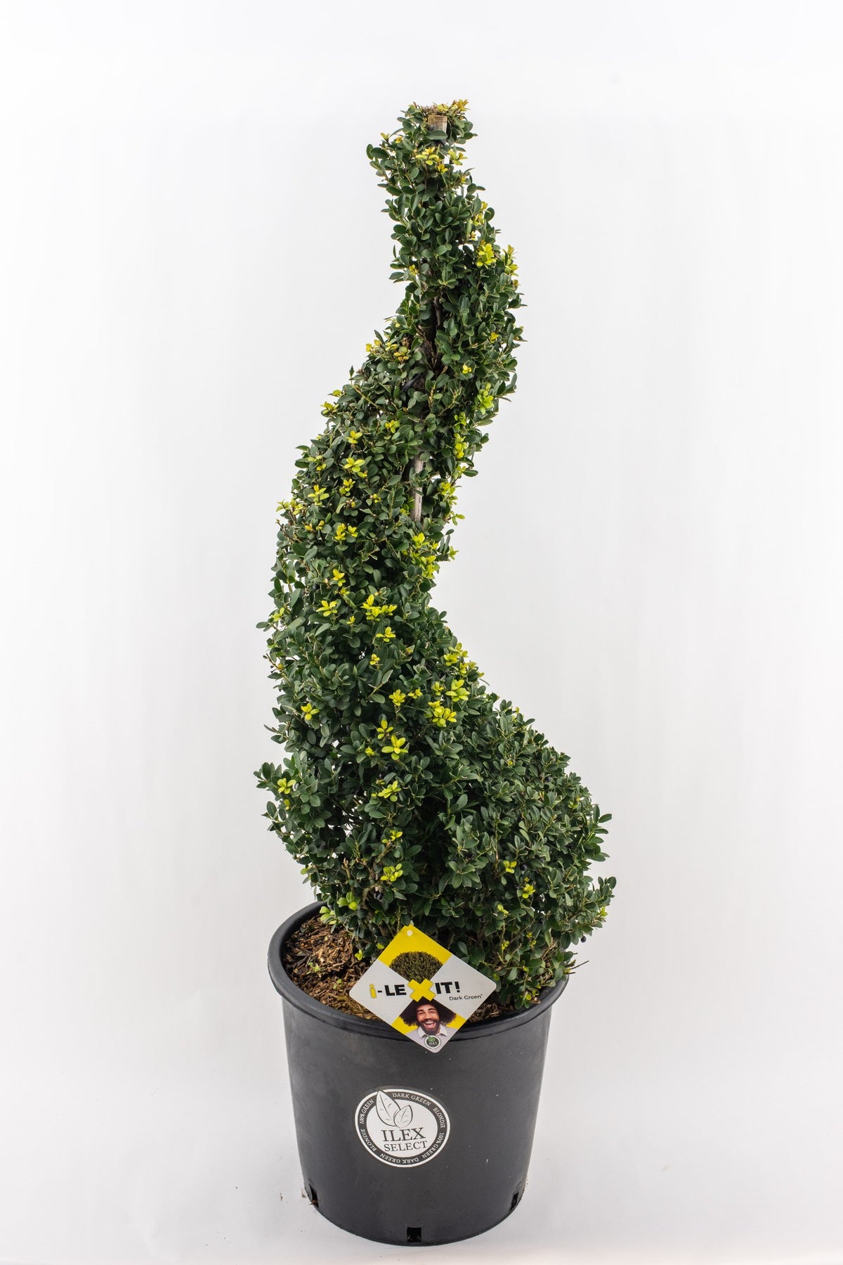 Ilex crenata Dark Green 120cm 34cm Pot
