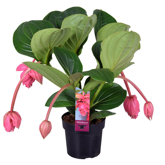 Medinilla Flamenco 55cm 17cm Pot