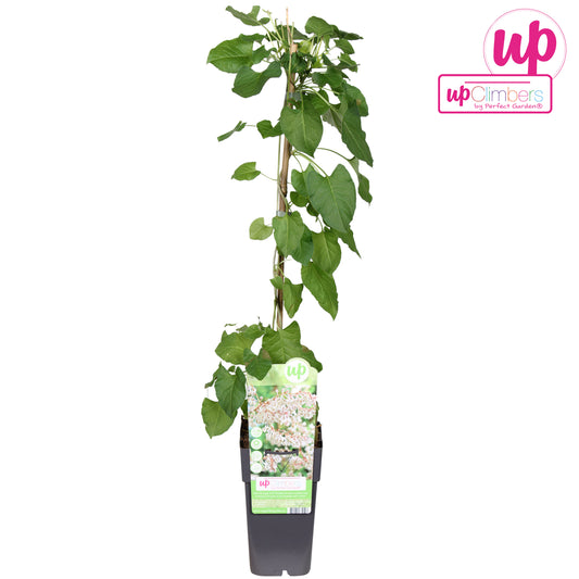 Fallopia aubertii (Russian Vine) 65cm 15cm Pot
