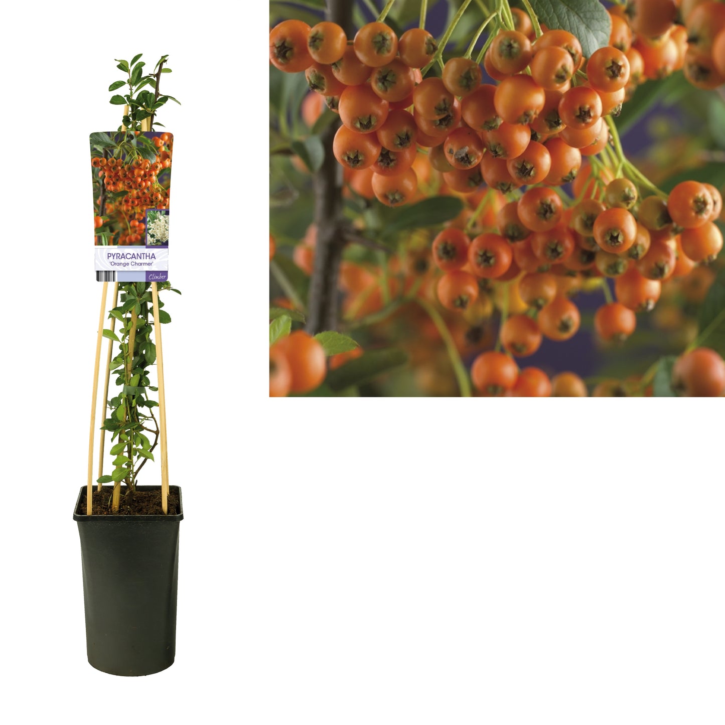 Pyracantha Orange Charmer 75cm 17cm Pot