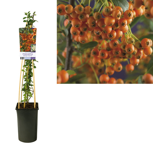 Pyracantha Orange Charmer 75cm 17cm Pot