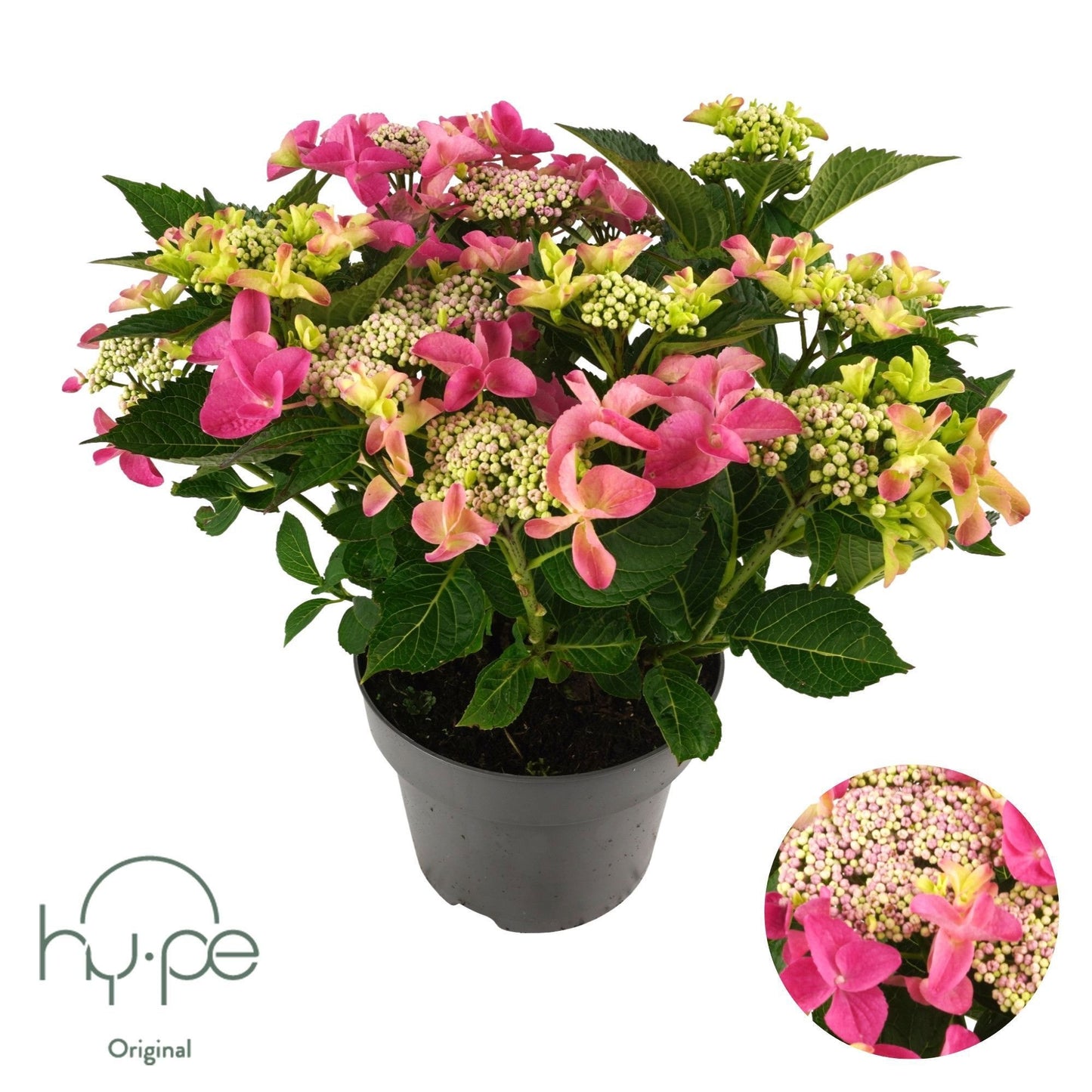 Hydrangea macrophylla mix 45cm 23cm Pot