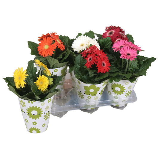 Gerbera mix 20cm 12cm Pot