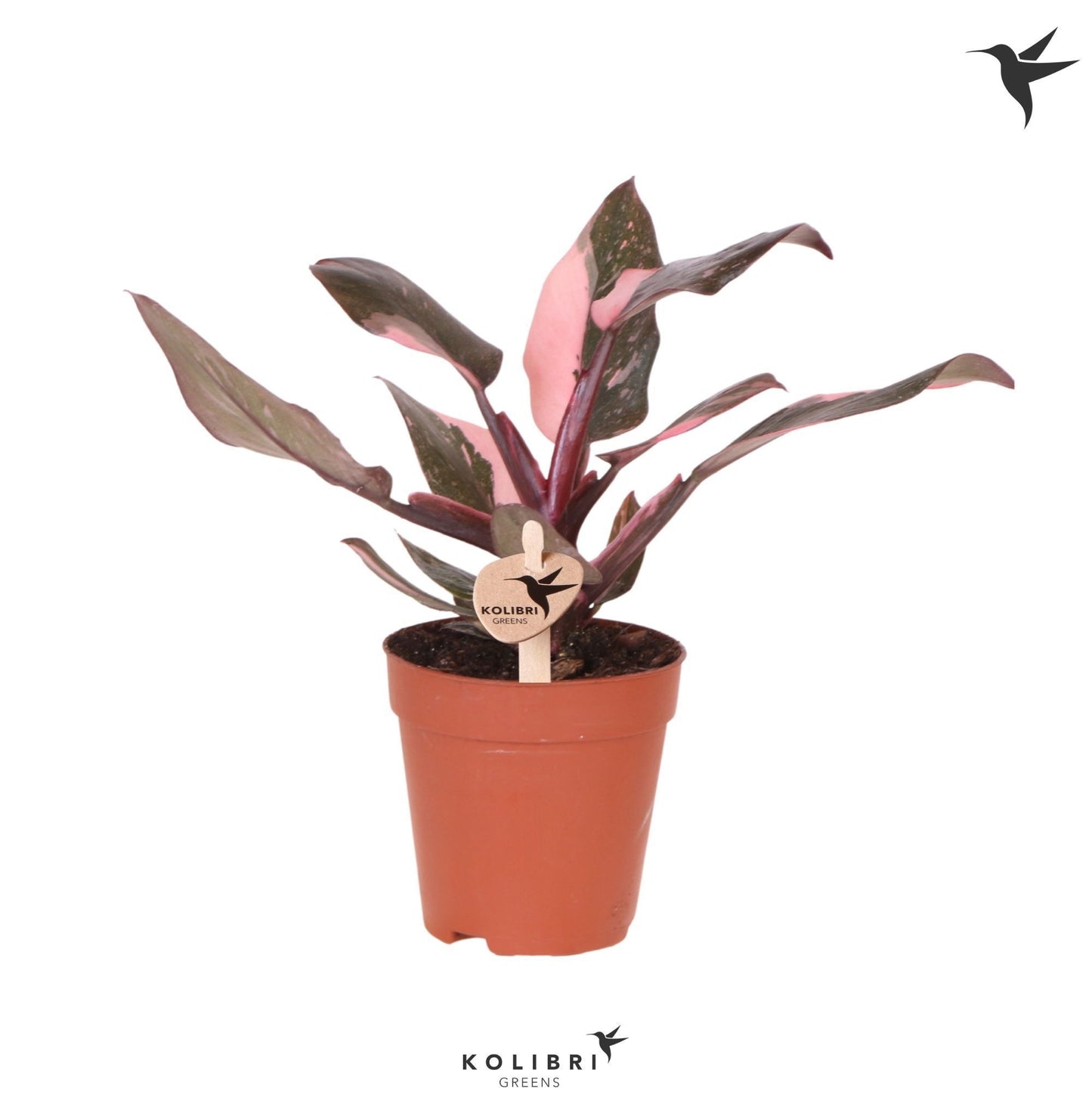 OK Plant Philodendron Pink Princess Marble Pack of 6