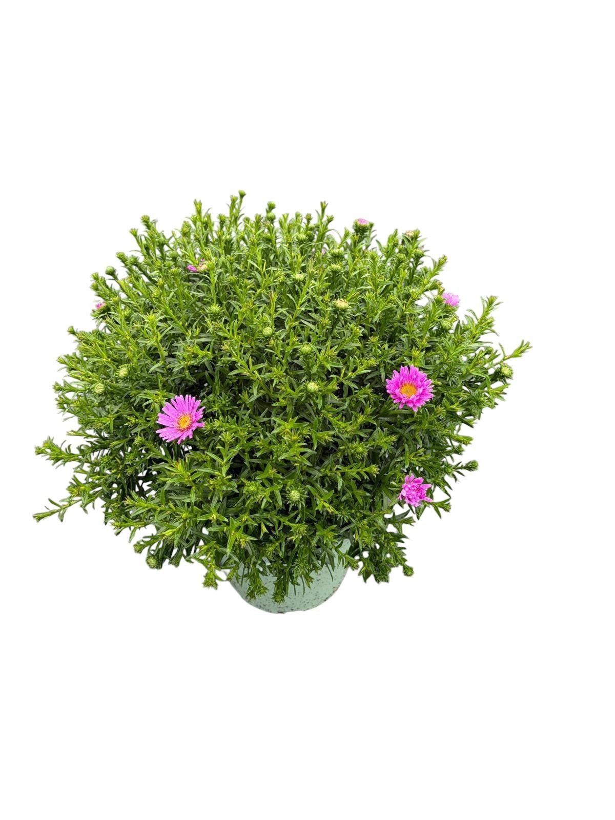 Woudenberg, VOF Gebr. van Aster nb. Henri I Pink Pack of 6