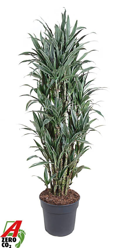 Dracaena fragrans Warneckei 170cm 34cm Pot