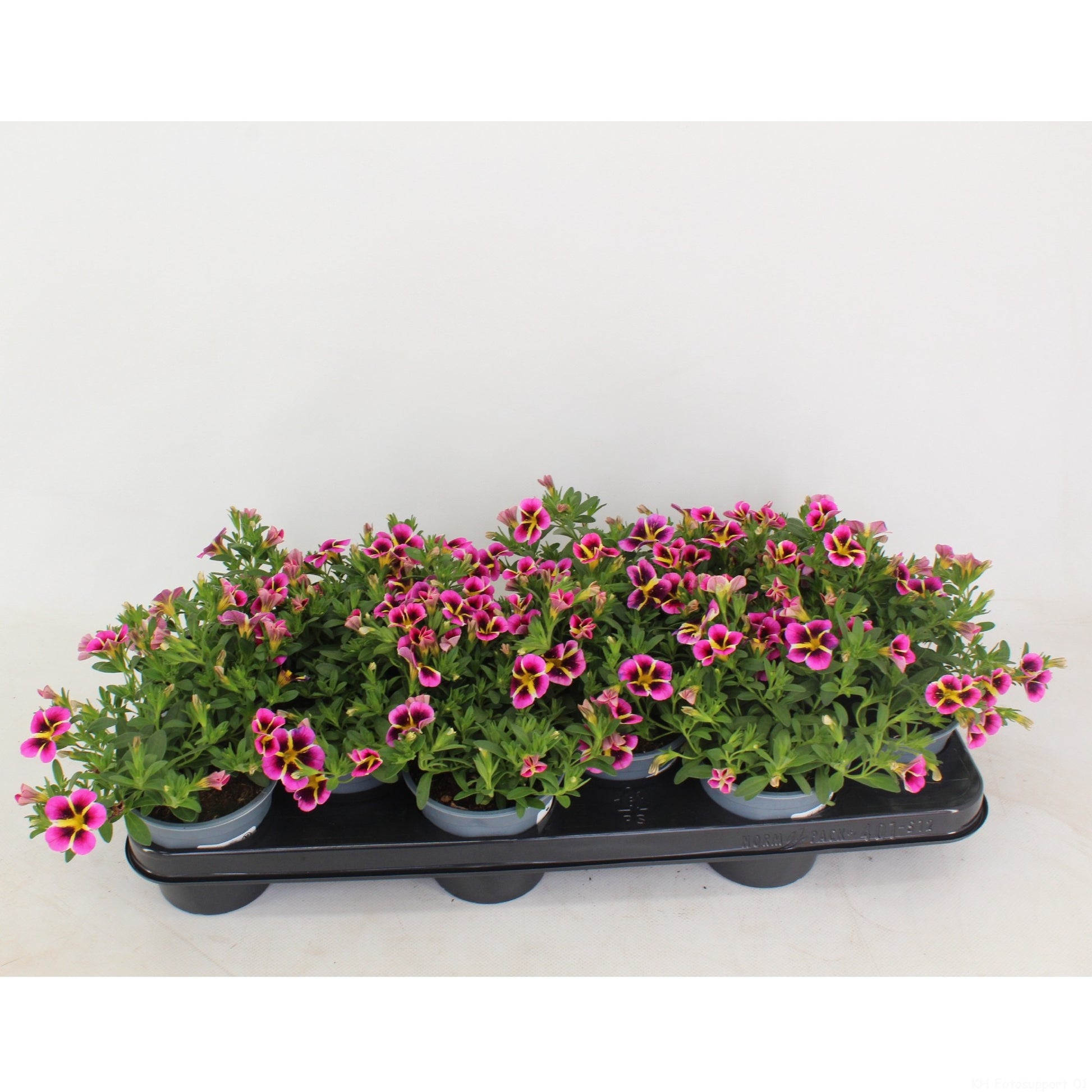 Calibrachoa Rave Pink Hawai 20cm 510cm Pot