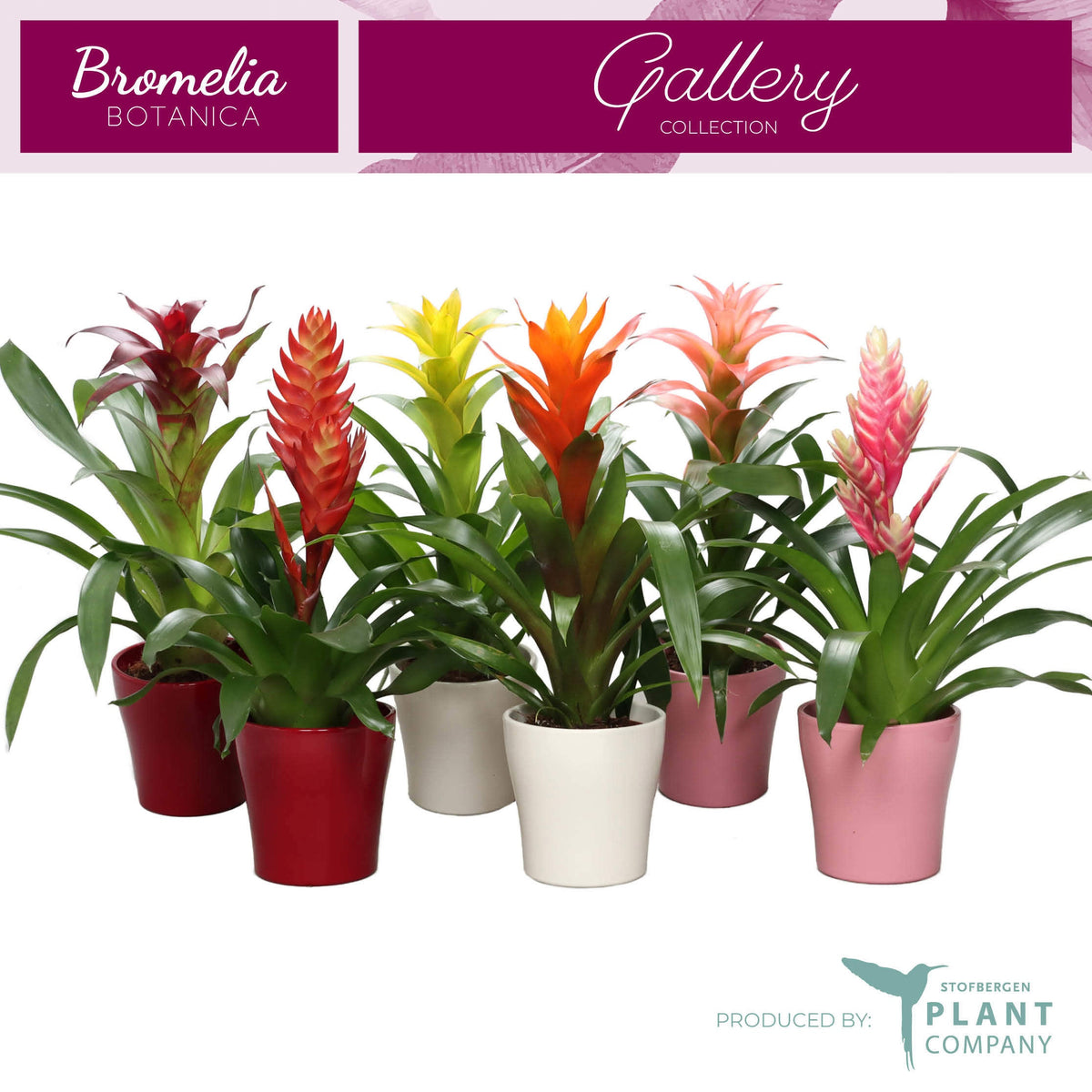 Bromelia mix 50cm 12cm Pot