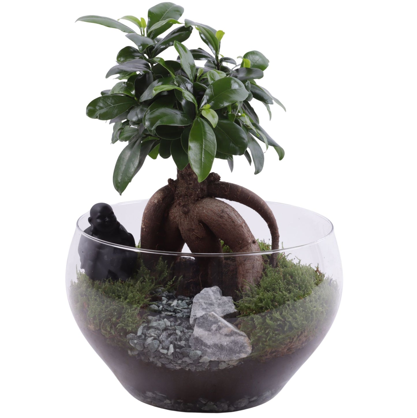 Ficus Ginseng 40cm 25cm Pot