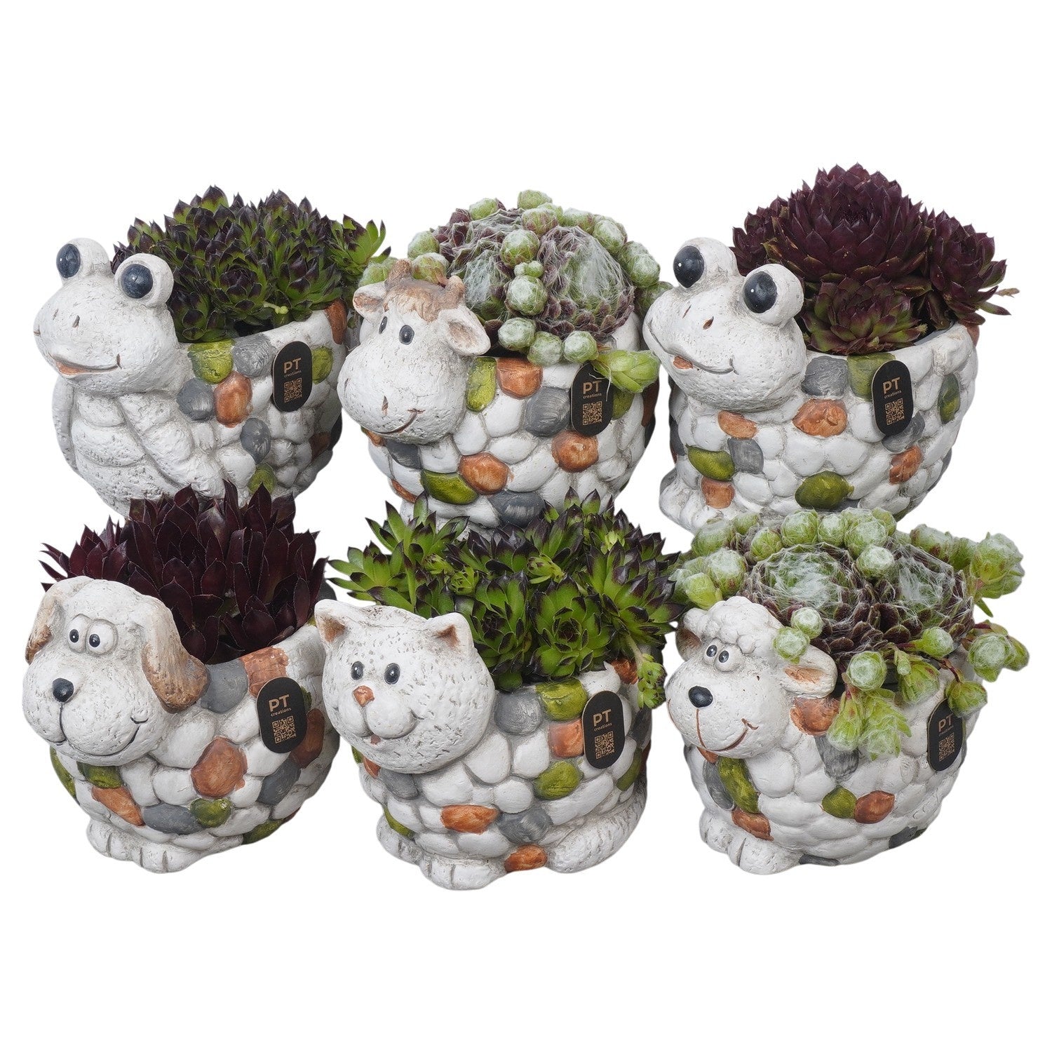 arr. Sempervivum 13cm 14cm Pot